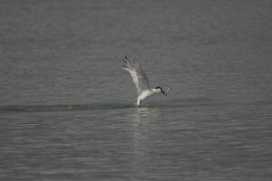 Bibione_SD1_2013-08-28_0253